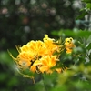 Lycoris aurea