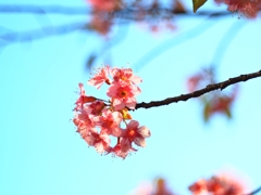 Wild Himalayan Cherry