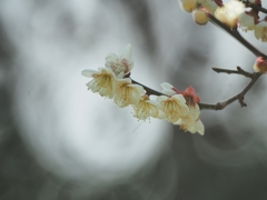 時間経過と肺活量