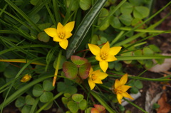 Ipheion sellowianum
