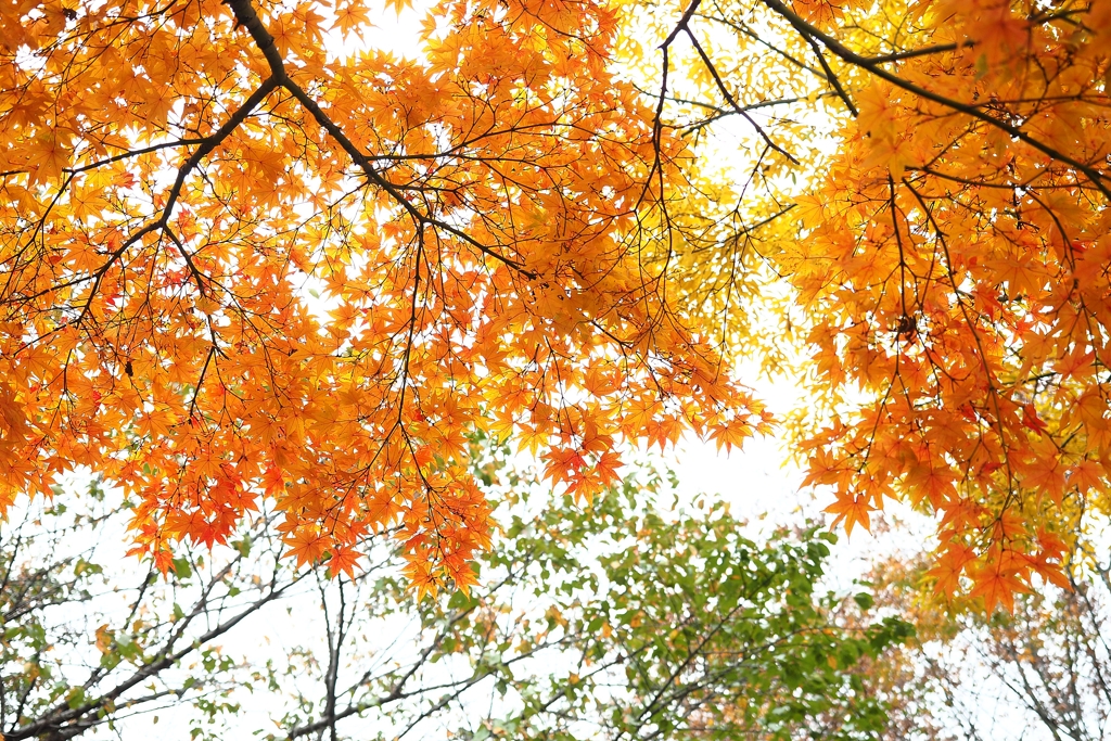 Ｍモードだと露光補正値が反映されない