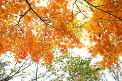 Ｍモードだと露光補正値が反映されない