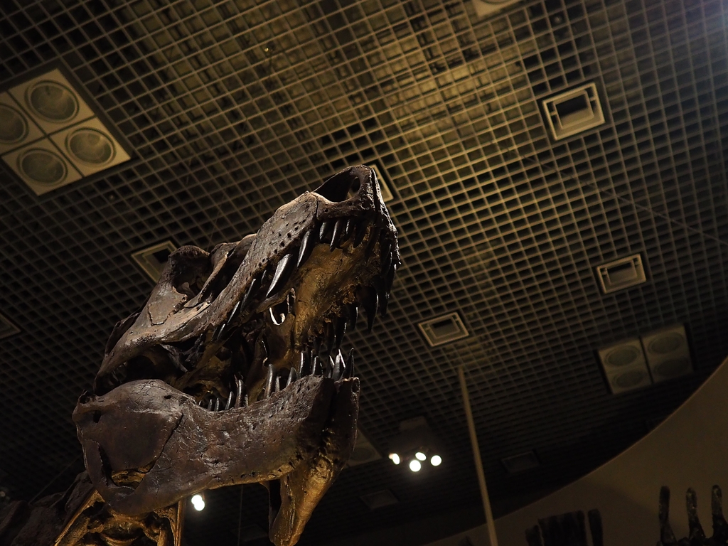 ナイト・ミュージアム