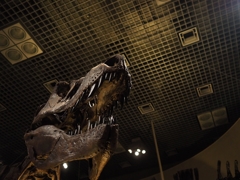 ナイト・ミュージアム