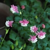 Pink Ladies２