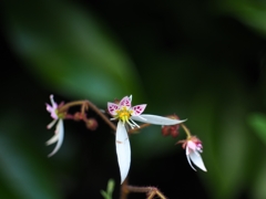 オーロラをバックに「はい！ポーズ」