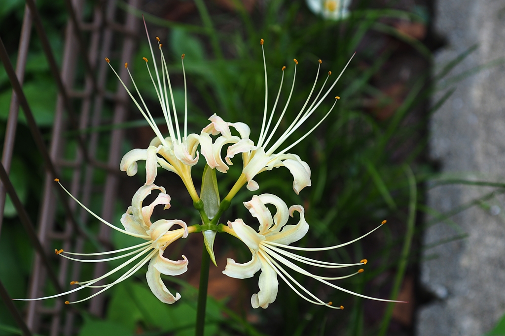 シンメトリー