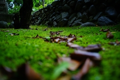 狛江 泉龍寺