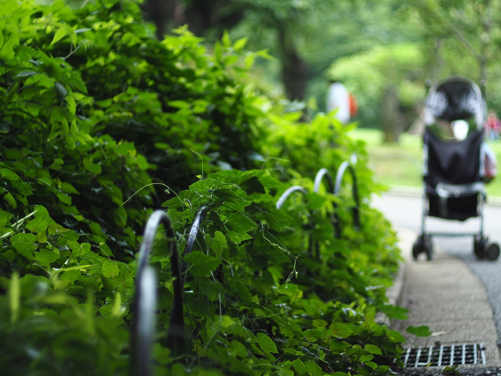 梅雨の晴れ間の「言の葉の庭」