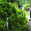 梅雨の晴れ間の「言の葉の庭」