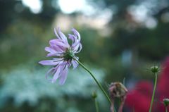 恋しさと せつなさと