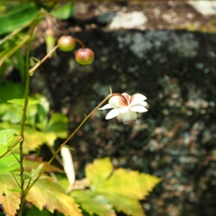 ワタシたちの未来２