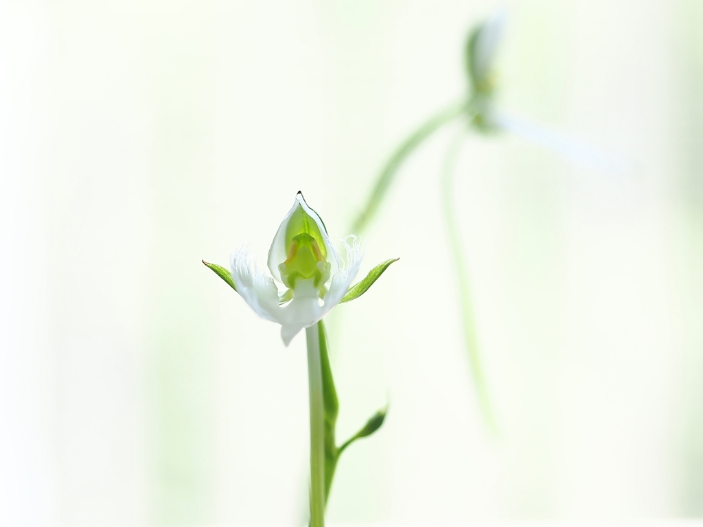 君をおきて　仇し心はなけれども 2016の4