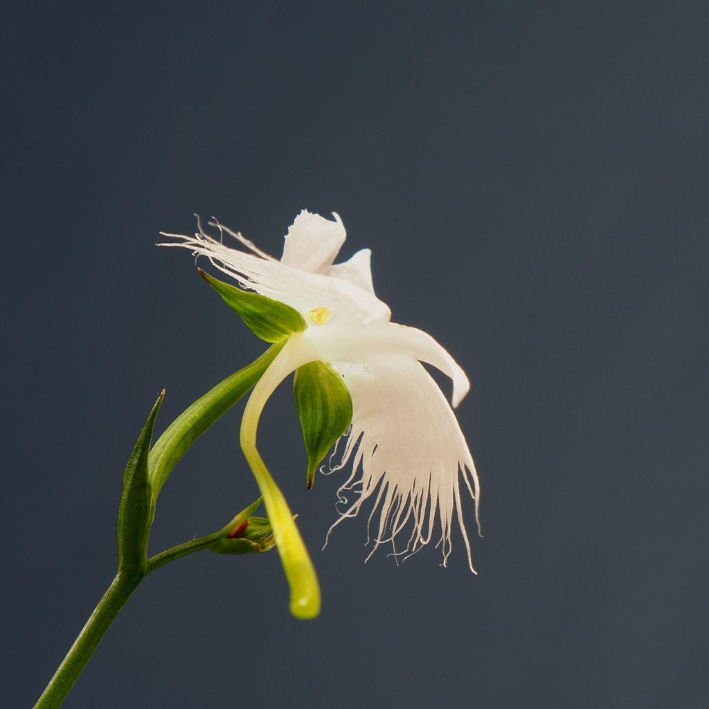 君をおきて　仇し心はなけれども 2015の6