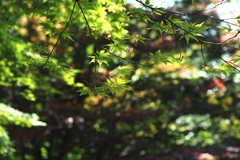 梅雨の6月は御苑で逢いましょう