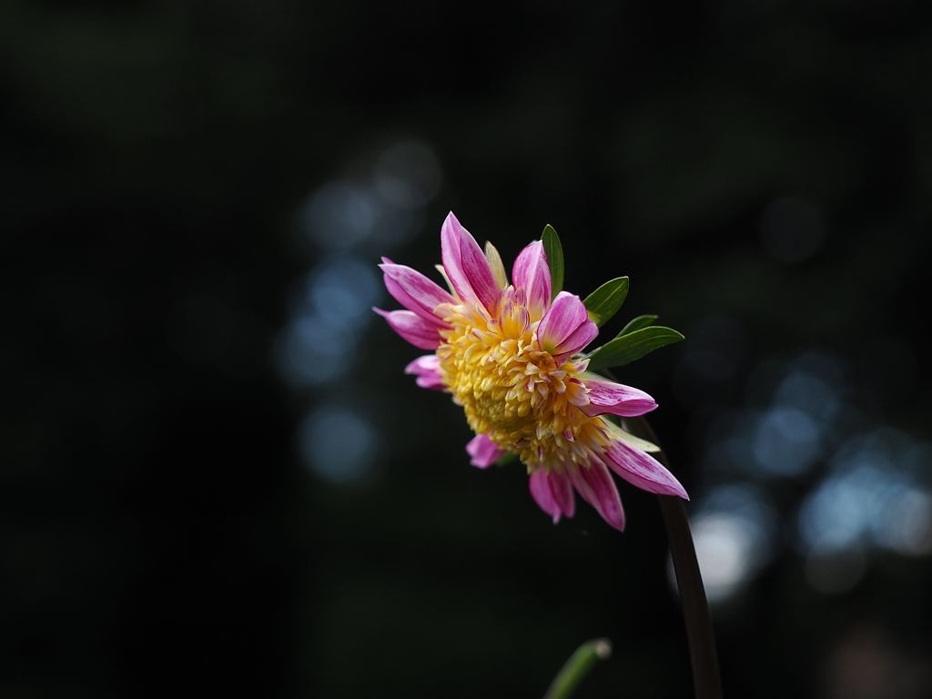 アルペンパール２