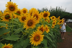 お仏壇の長谷川～♪