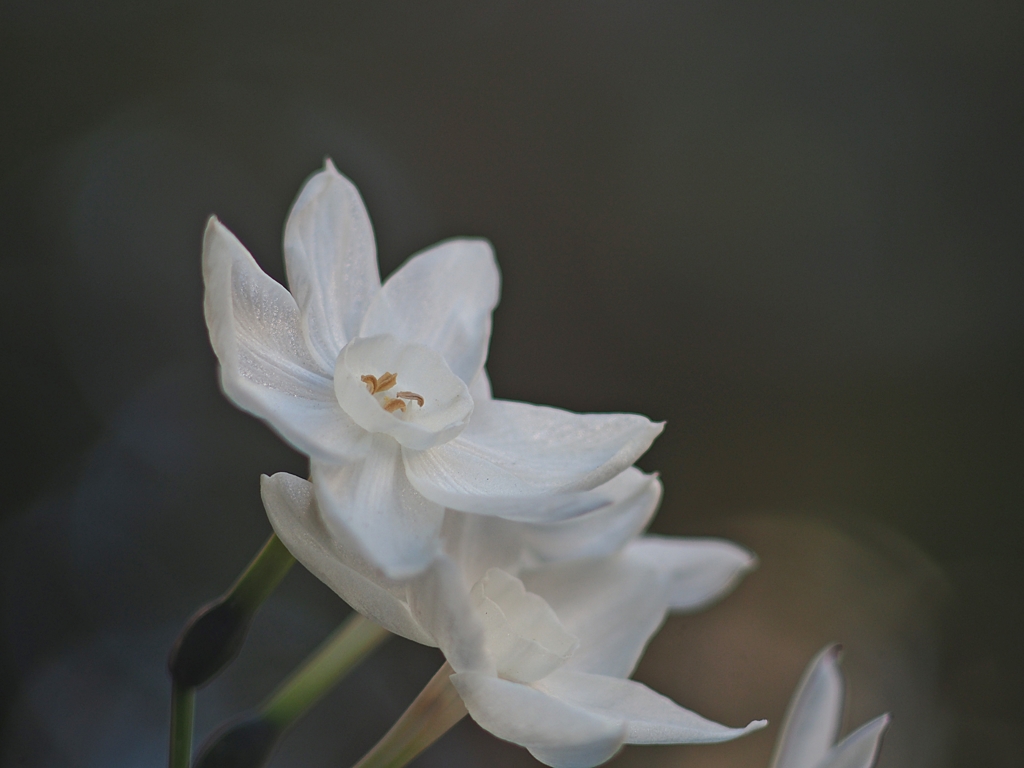 確か元旦 ペーパーホワイト