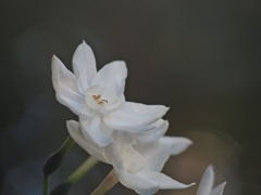 確か元旦 ペーパーホワイト