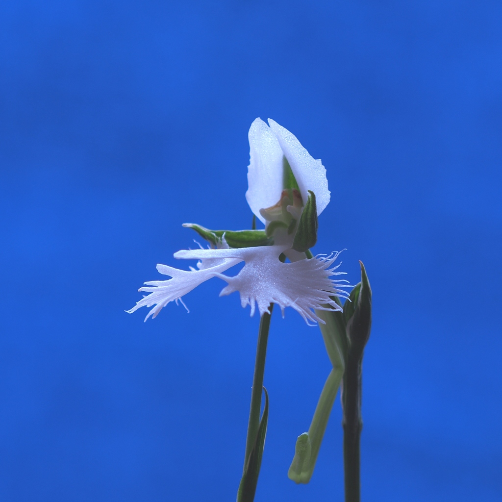 全地形用装甲歩行兵器（AT-AT）