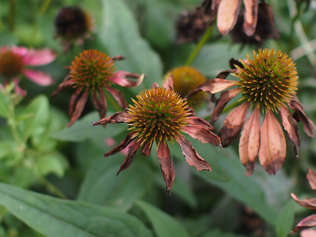 パプアなエキナセア