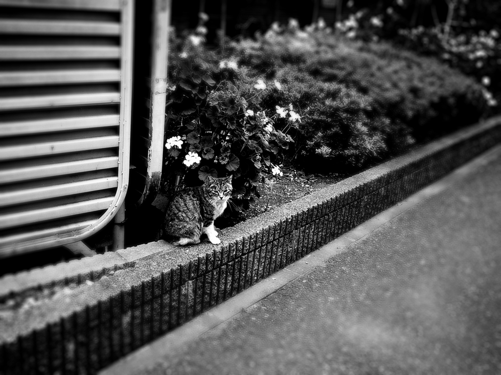 GRⅢでニャン写真