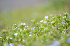 小花