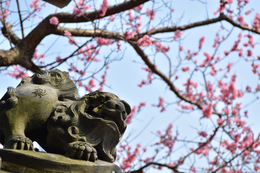 獅子と梅の花