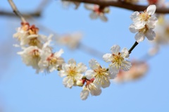 梅の花のアーチ