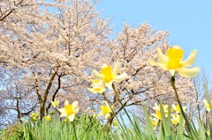 水仙と桜