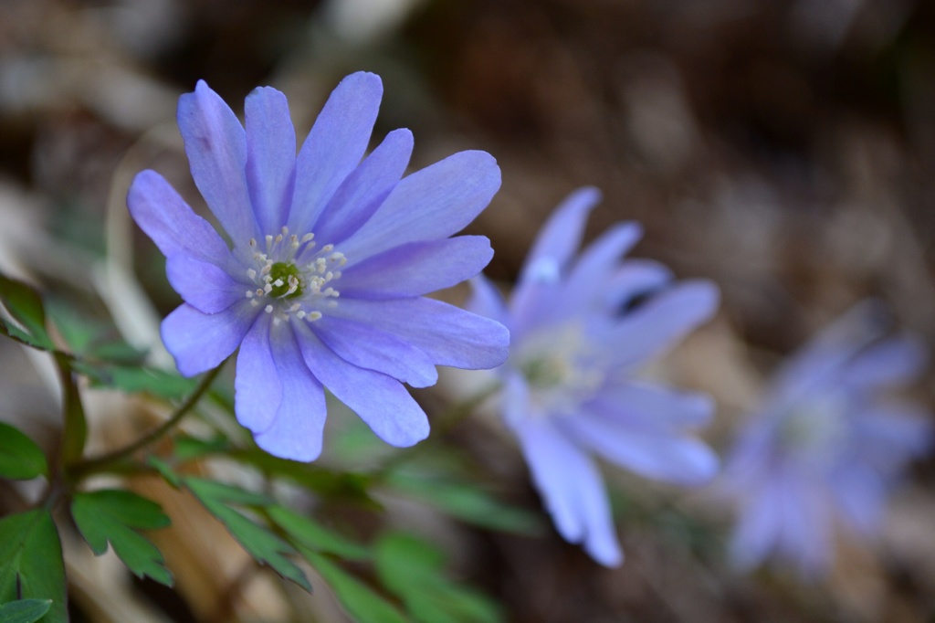 花のつながり