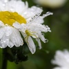 氷の花...住人