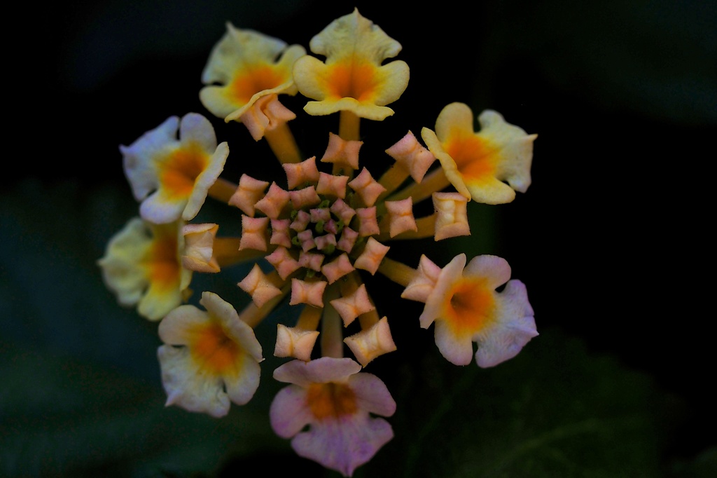 Lantana