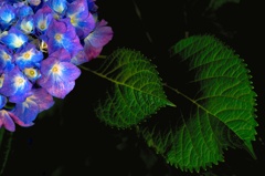 紫陽花の葉