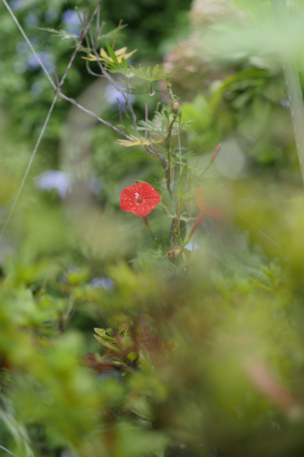 雨中の花達
