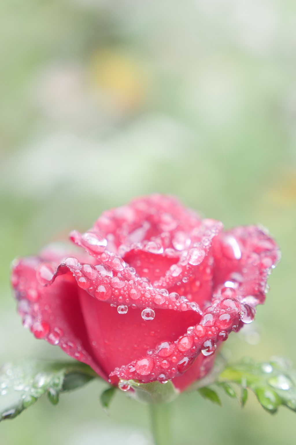 雨中の花達