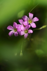 光待つ花姿..４