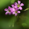 光待つ花姿..４