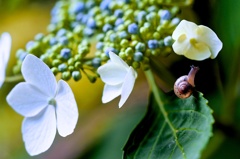 紫陽花の住人