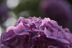 光待つ花姿..1