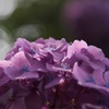光待つ花姿..1
