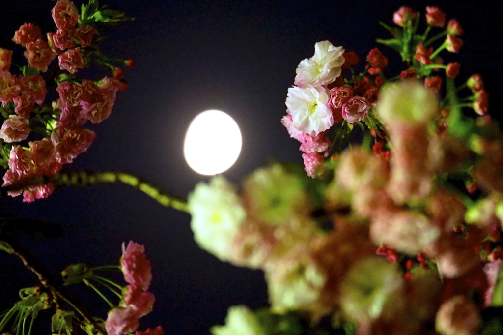 月夜に目覚め..