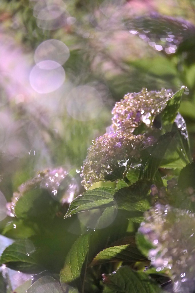 梅雨の街角に咲く花