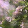 梅雨の街角に咲く花