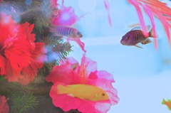 水槽の中の花