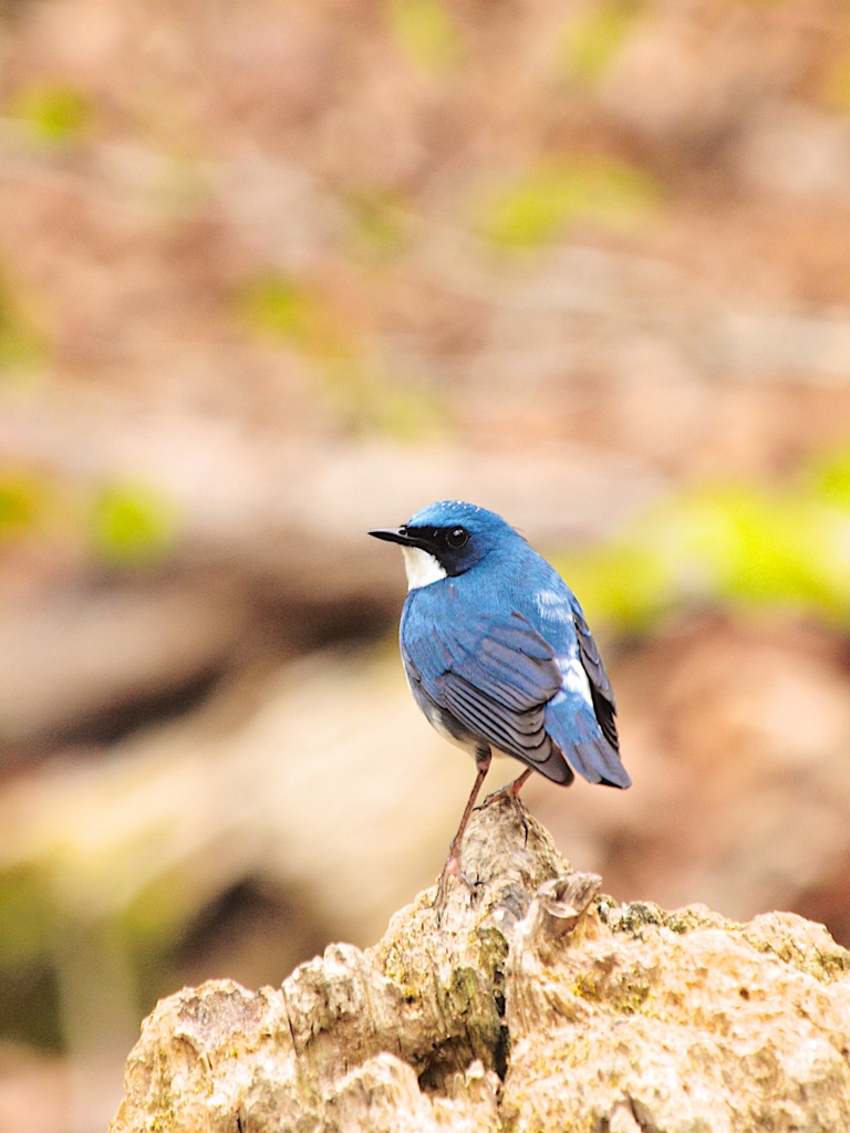 憧れの...Blue bird