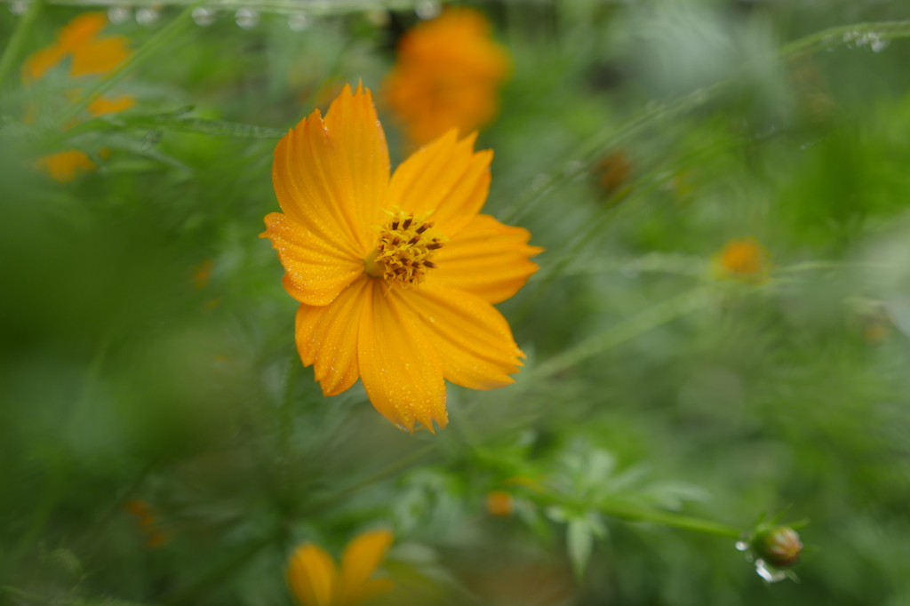 雨中の花達