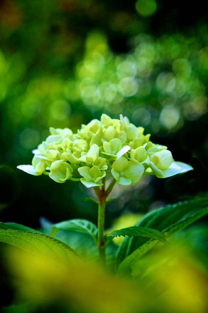 魅惑な紫陽花