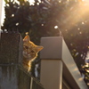 陽のあたる場所