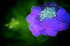 魅惑な紫陽花…青